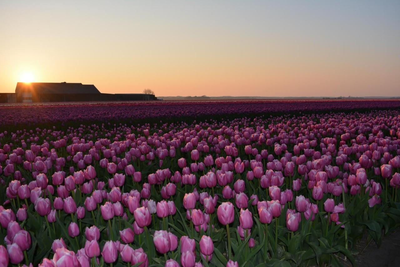 Camping De Tulpenweide Lege Kampeerplaats, Lege Plaats Op Het Gras Zonder Bed Breezand ภายนอก รูปภาพ